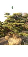 Pinus pentaphylla Bonsai - Japanische Mädchenkiefer