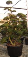 Ilex crenata kimne - Japanischer Gartenbonsai