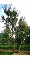 Quercus suber - Kork Eiche