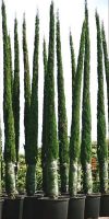 Cupressus sempervirens Pyramidalis - Italian Cypress
