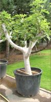 Ficus carica - Genuine Fig