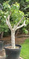 Ficus carica - Echte Feige, Kübelpflanze XXL
