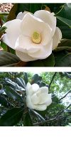 Magnolia grandiflora Galisoniensis - Magnolie
