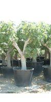 Ficus carica - Echte Feige, Feigenbaum versch. Größen