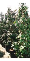 Magnolia grandiflora Galisoniensis