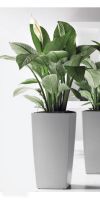 Spathiphyllum figaro  in a Planter
