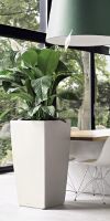 Spathiphyllum figaro  in a Planter
