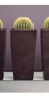 Echinocactus grusonii in a Planter