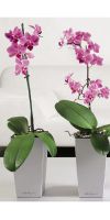 Phalaenopsis - Orchid in a Planter