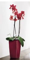 Phalaenopsis - Orchid in a Planter