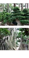 Landschaft - Ficus microcarpa, Ficus bonsai