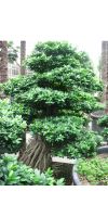 Ficus microcarpa - Bonsaificus