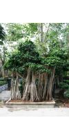Ficus microcarpa - Ficus bonsai Landschaft