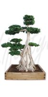 Ficus microcarpa - Ficus bonsai