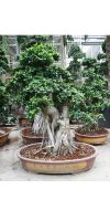 Ficus microcarpa compacta - Ficusbonsai