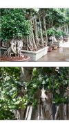 Ficus microcarpa compacta - Ficusbonsai