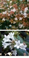 Abelia grandiflora - Abelie, Tausendblütenstrauch