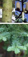 Abies nobilis Glauca - Noble Fir,  North American fir