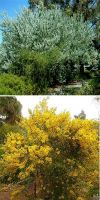 Acacia - thorntrees, wattles (div. Species)