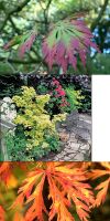 Acer japonicum Aconitifolium  - Eisenhutblättriger Japan-Ahorn