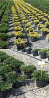 Juniperus - Wacholder verschiedene Sorten
