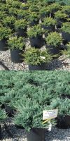 Juniperus - Juniper