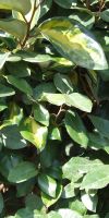 Elaeagnus x ebbingei Limelight - Silverberry, Oleaster