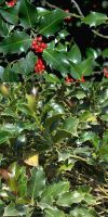 Ilex aquifolium  - Europäische Stechpalme