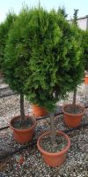 Thuja plicata Atrovirens - Riesenlebensbaum