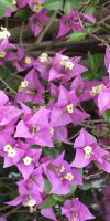 Bougainvillea glabra Sanderina - Drillingsblume, Wunderblütenstr