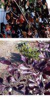 Fagus sylvatica `Purpurea Pendula` - dark weeping beech