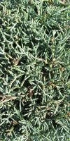 Cupressus arizonica Fastigiata- Arizona Zypresse Kugel auf Stamm