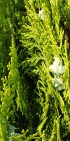 Cupressocyparis leylandii Gold Rider- Leyland Cypress, spiral