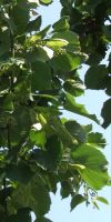 Tilia europea - Small-leaved Lime, Small-leaved Linden