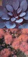 Cotinus coggygria Royal Purple- Smokebush