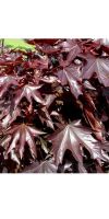 Acer platanoides Crimson Sentry - Säulen Blut- Ahorn