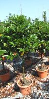 Prunus lusitanica - Portuguese-laurel, Portuguese Laurel Cherry