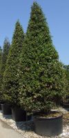 Quercus ilex - Holm Oak, Holly Oak