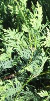 Cupressocyparis leylandii Castlewellan Gold- Leyland Cypress