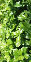 Ilex aquifolium - European Holly