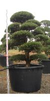 Ilex crenata kimne - Japanischer Gartenbonsai