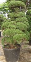 Juniperus chinensis Gartenbonsai - Chinesischer Wacholder