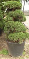 Juniperus chinensis Bonsai - Chinese Juniper