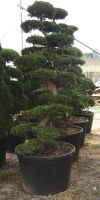 Chamaecyparis obtusa bonsai  Hinoki cypress