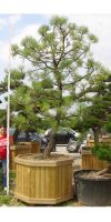 Pinus montezumae - Montezuma Kiefer, Gartenbonsai