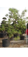 Pinus montezumae - Montezuma Pine, Gardenbonsai