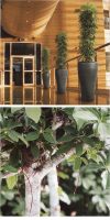 Schefflera arboricola  im exklusiven Pflanzgefäß - Strahlenarali
