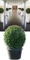 Buxus sempervirens in a Planter
