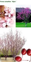 Prunus cerasifera - Blutpflaume, Zierpflaume Hochstamm