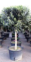 Olea europea - Olivenbaum Kugel auf Stamm